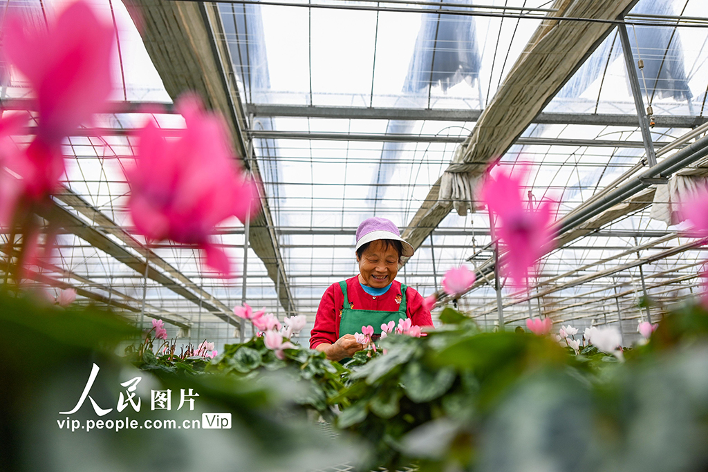 山東青州：寒露至農事忙