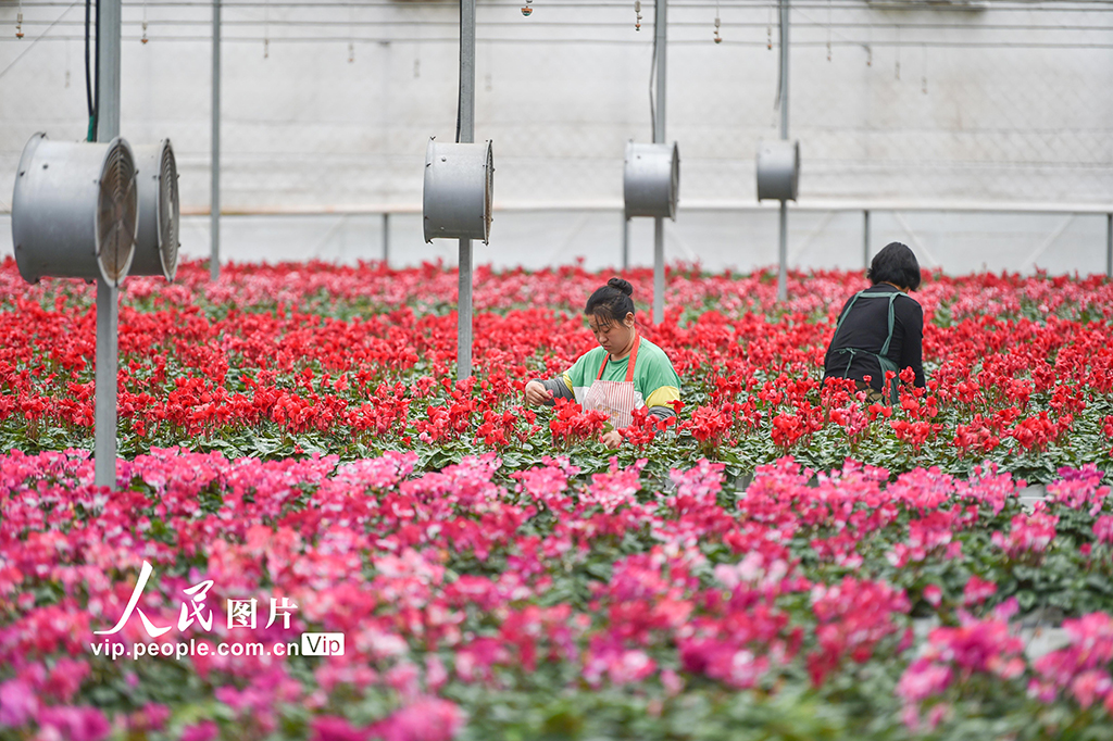山東青州:寒露至農事忙【2】