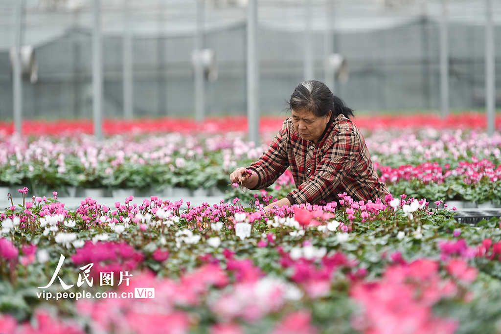 山東青州:寒露至農事忙【3】