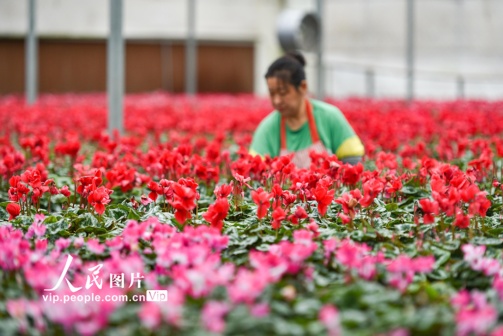 山東青州:寒露至農事忙【4】