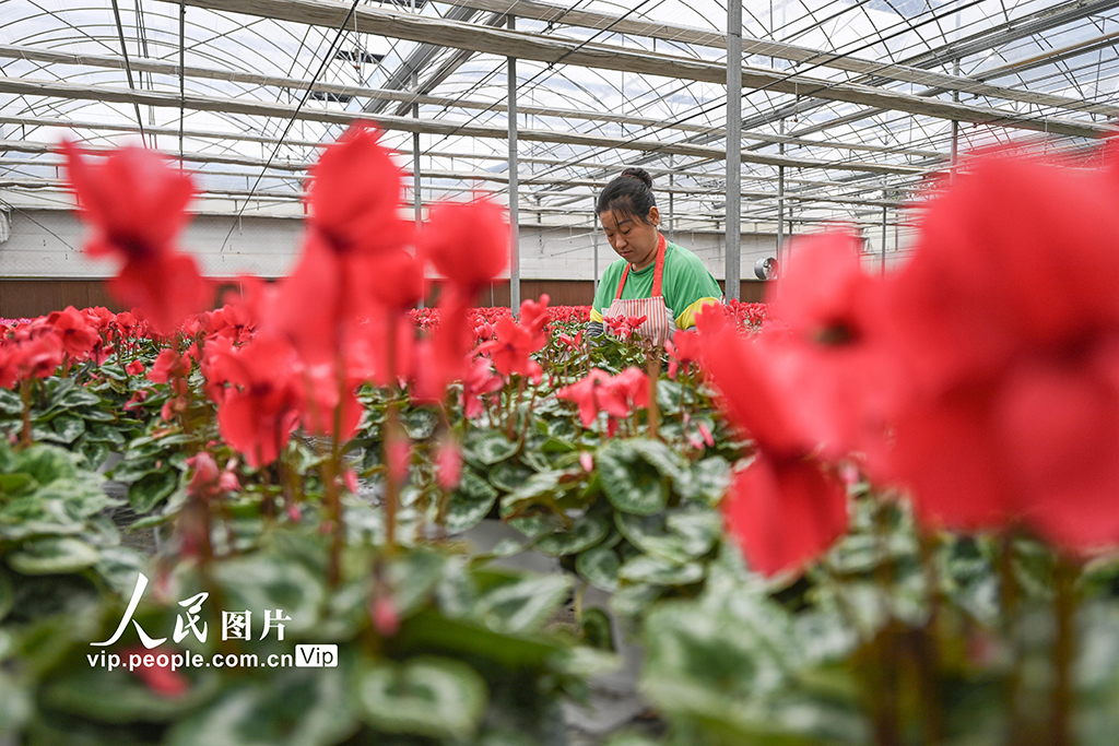 山東青州:寒露至農事忙【5】