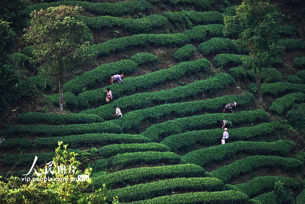 廣西昭平：寒露時節采茶忙
