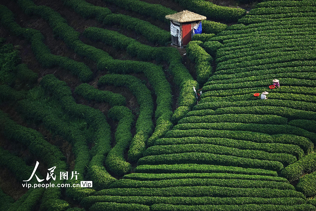 廣西昭平:寒露時節采茶忙【2】