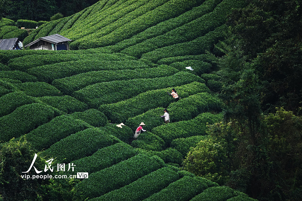 廣西昭平:寒露時節采茶忙【3】