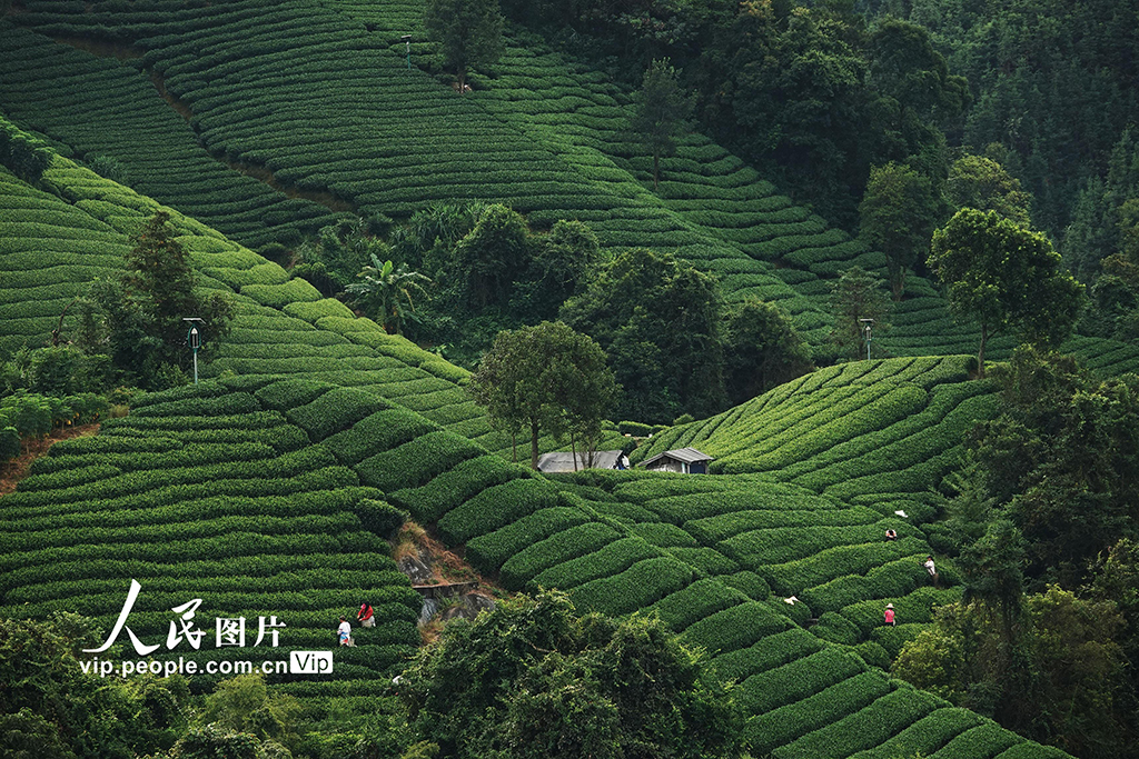 廣西昭平:寒露時節采茶忙【4】