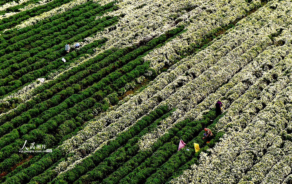 安徽亳州:金秋采菊忙【2】