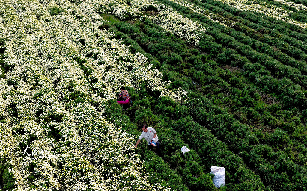 安徽亳州：金秋采菊忙