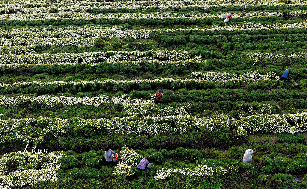 安徽亳州:金秋采菊忙【3】