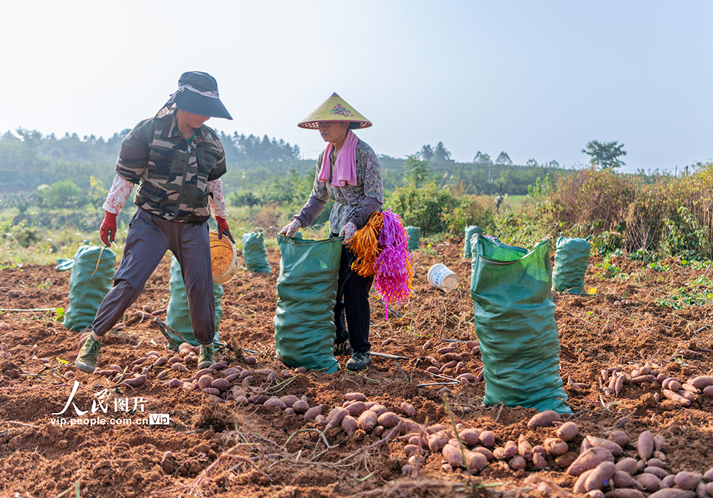 湖南東安:紫紅薯豐收【3】
