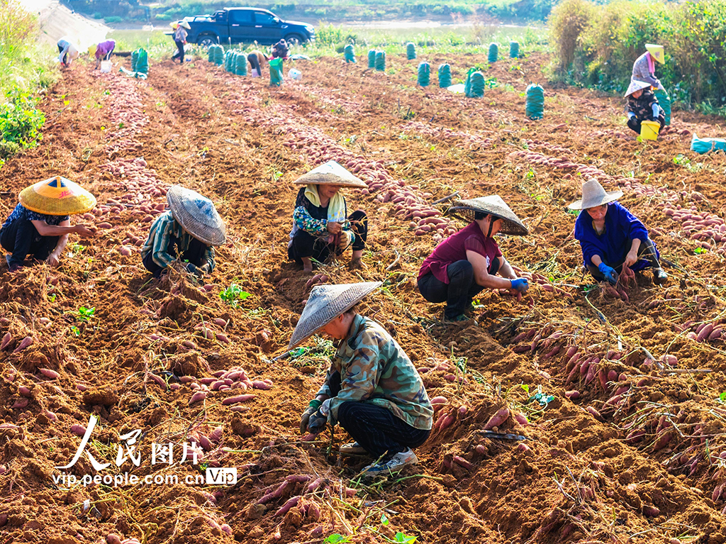 湖南東安:紫紅薯豐收【4】