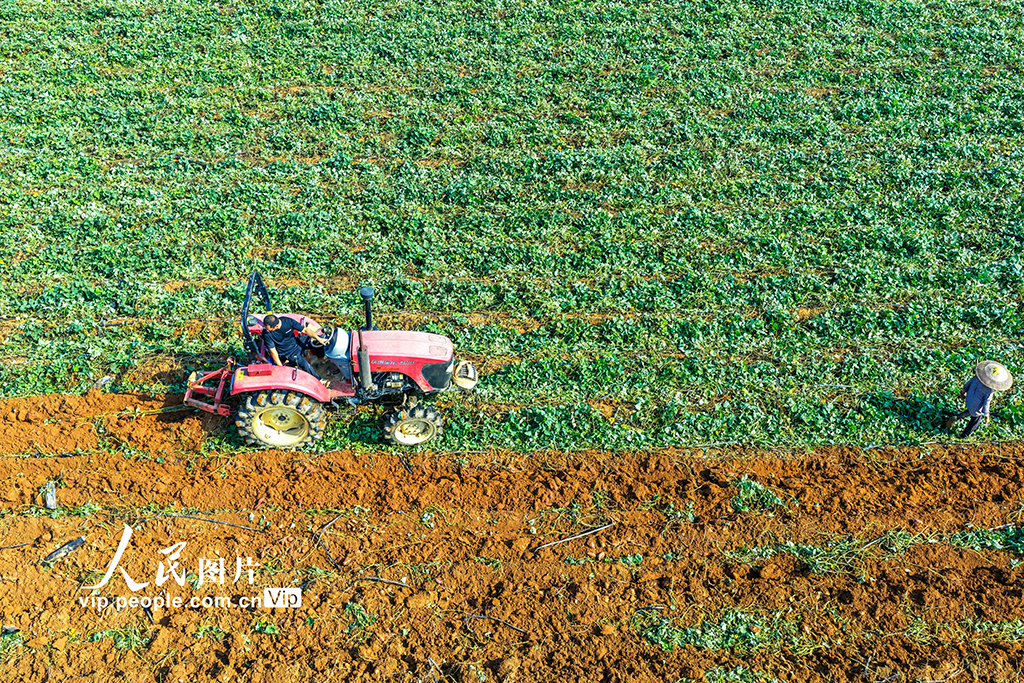 湖南東安:紫紅薯豐收【2】