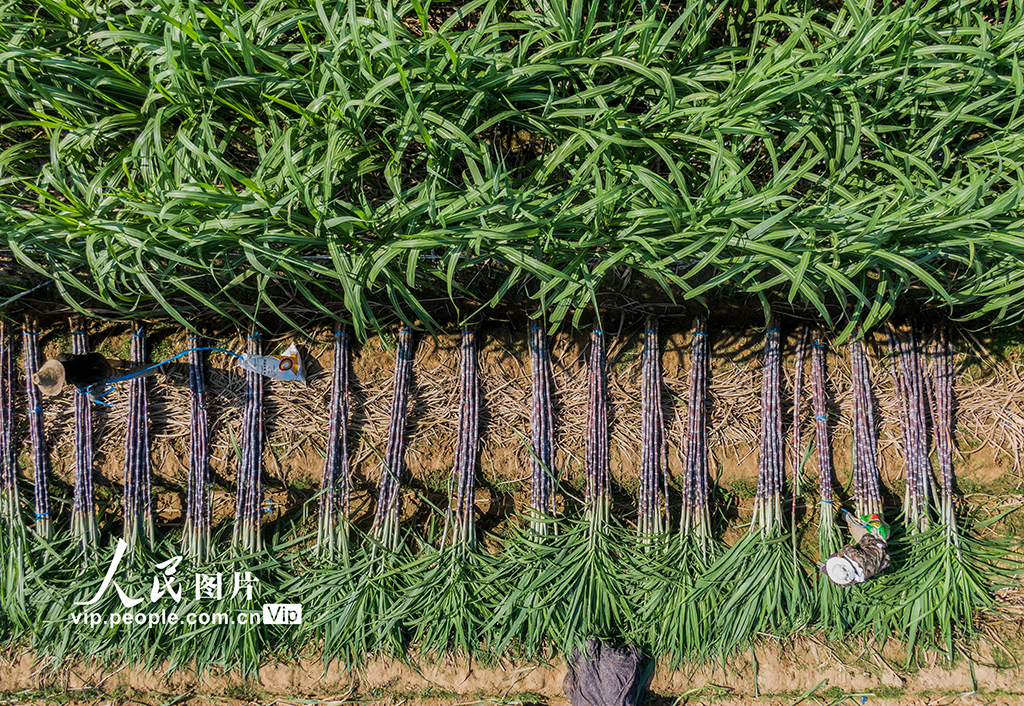 浙江蘭溪：收獲甘蔗【3】