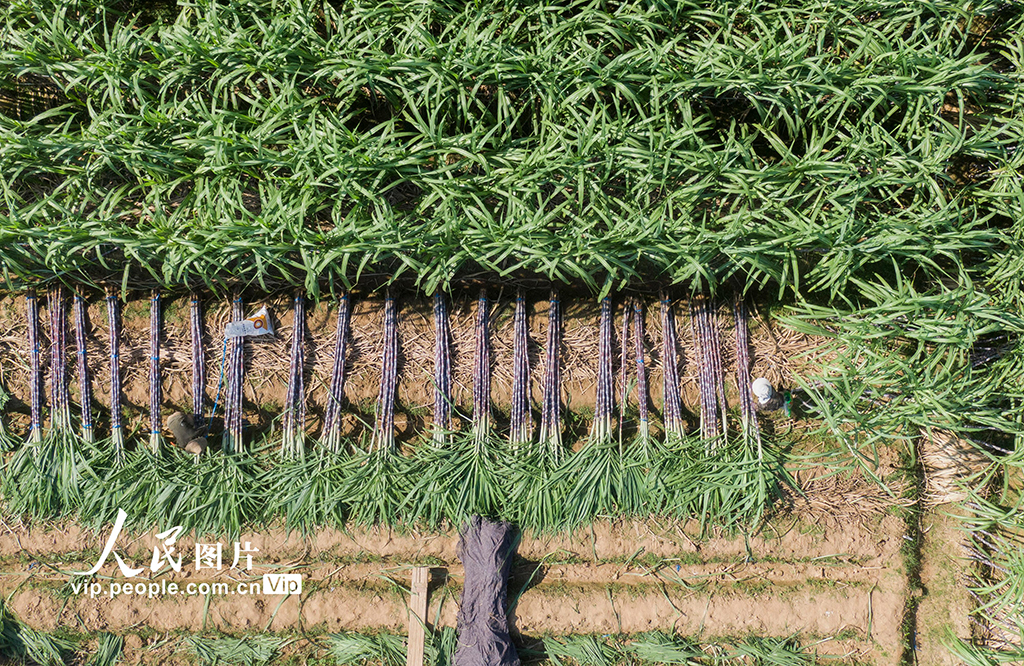 浙江蘭溪：收獲甘蔗【4】