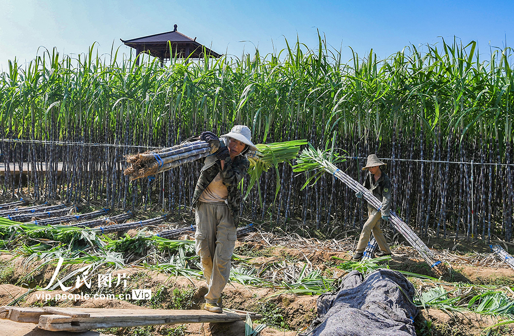 浙江蘭溪：收獲甘蔗【2】