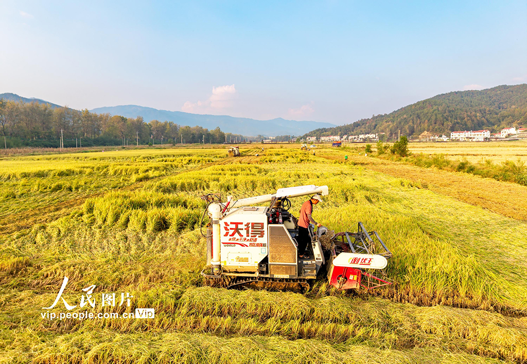 湖北英山：收割水稻