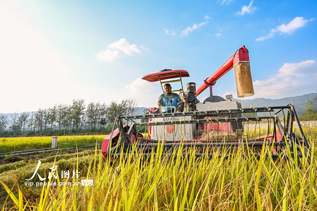 湖北英山:收割水稻【2】