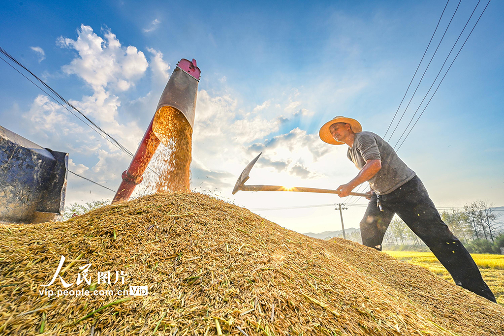 湖北英山:收割水稻【3】
