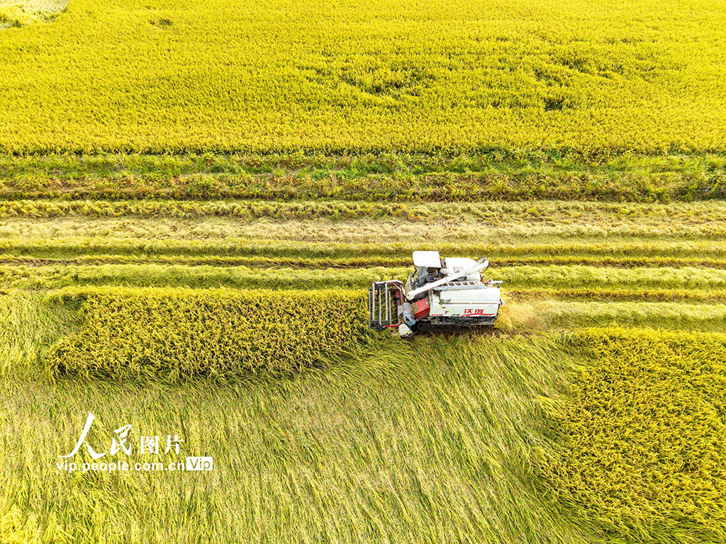湖北英山:收割水稻【5】