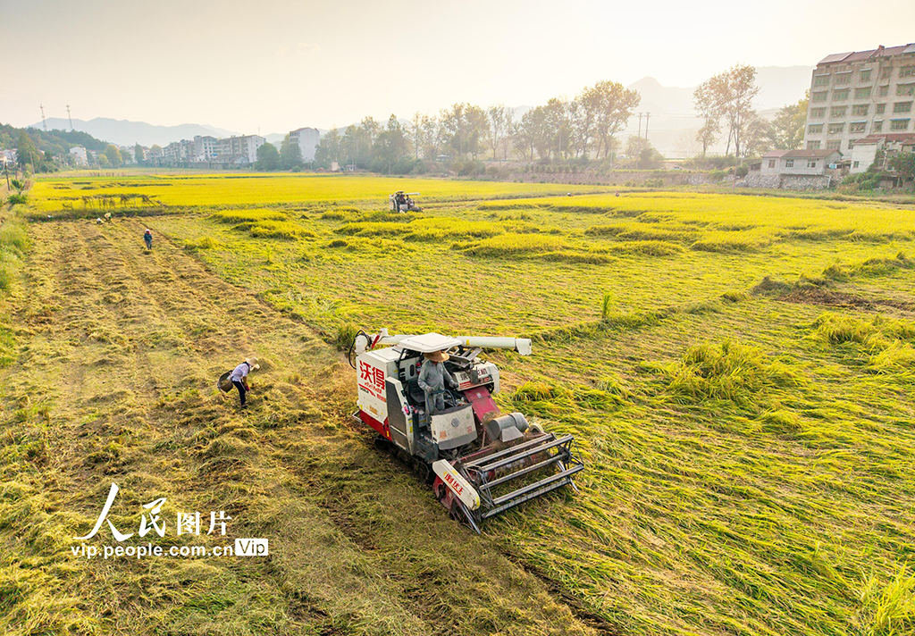 湖北英山:收割水稻【6】