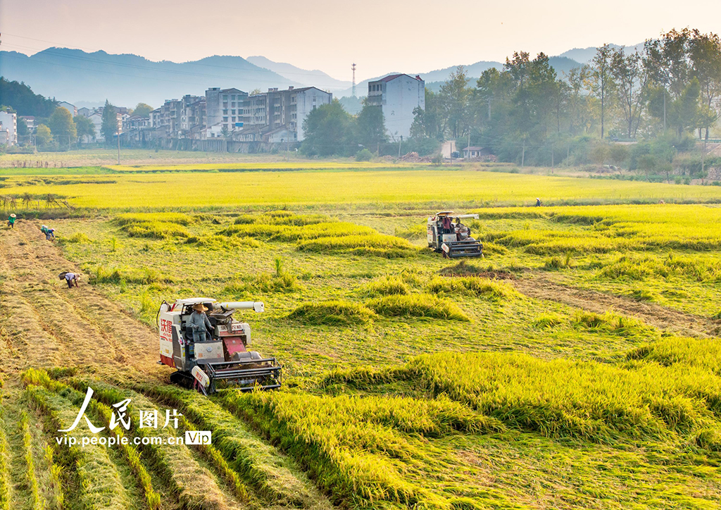 湖北英山:收割水稻【7】