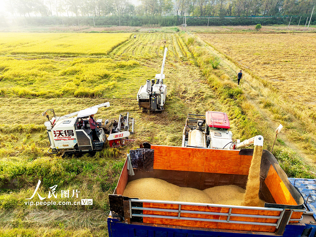 湖北英山:收割水稻【8】