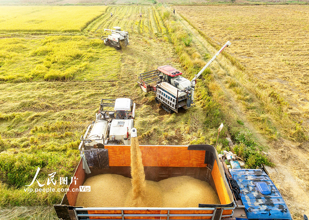 湖北英山:收割水稻【9】