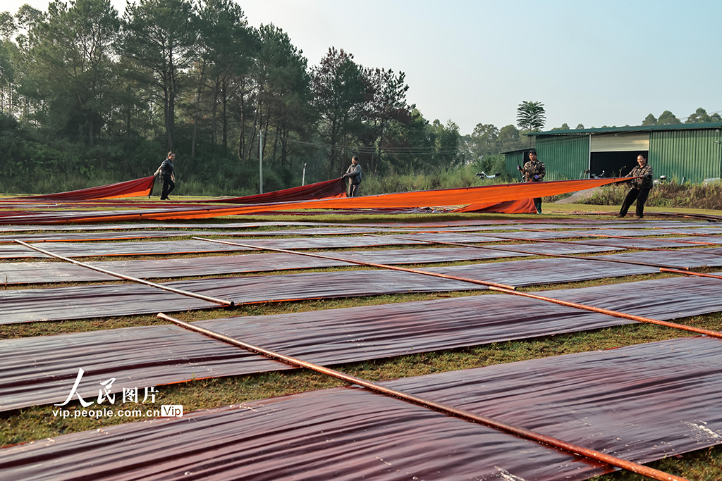 廣西蒙山:晾曬香云紗【3】