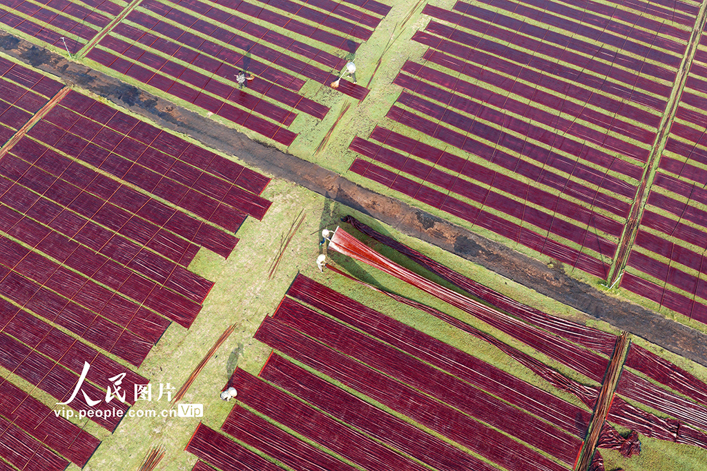 廣西蒙山:晾曬香云紗【4】