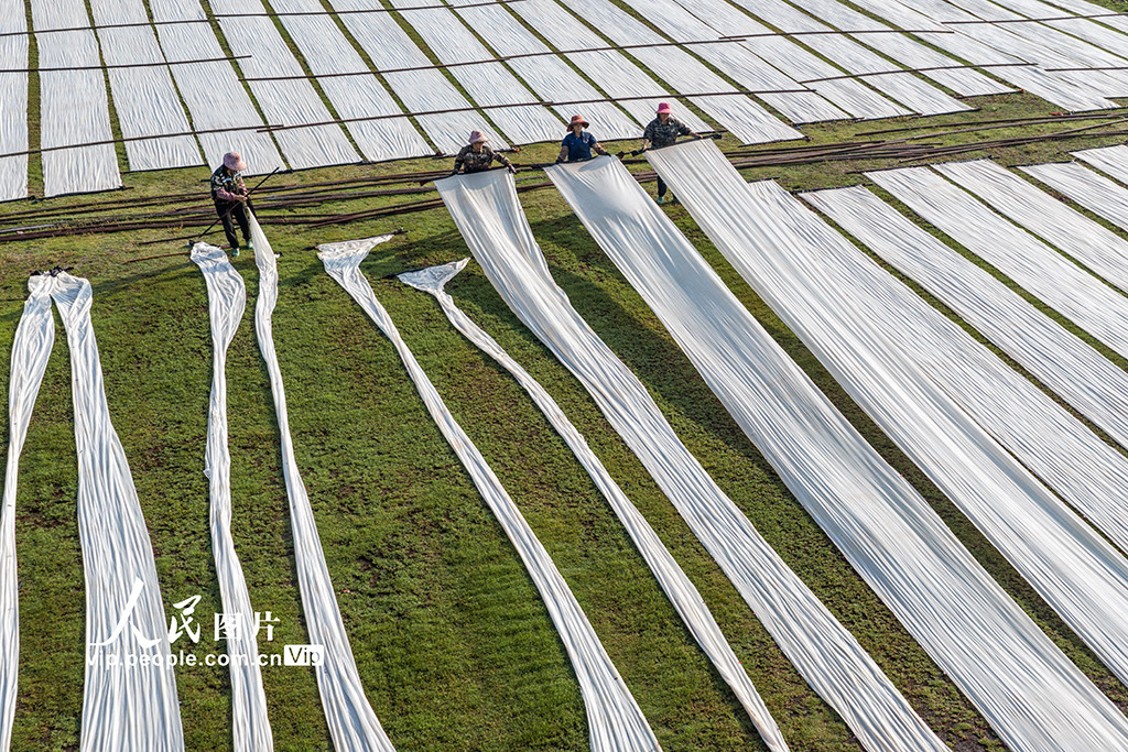 廣西蒙山：晾曬香云紗