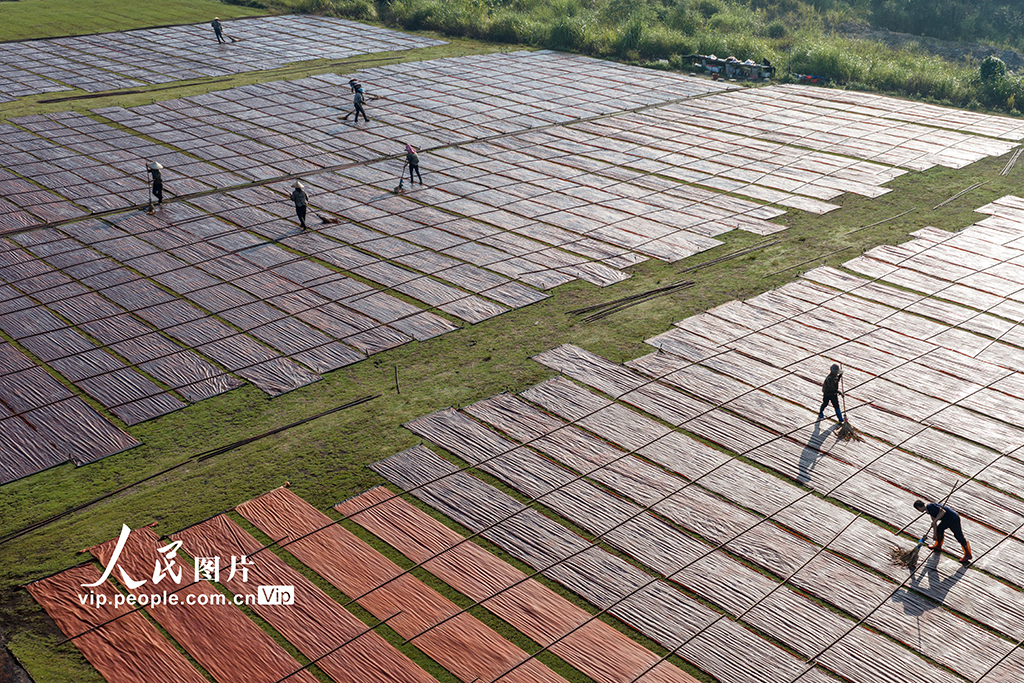 廣西蒙山:晾曬香云紗【5】