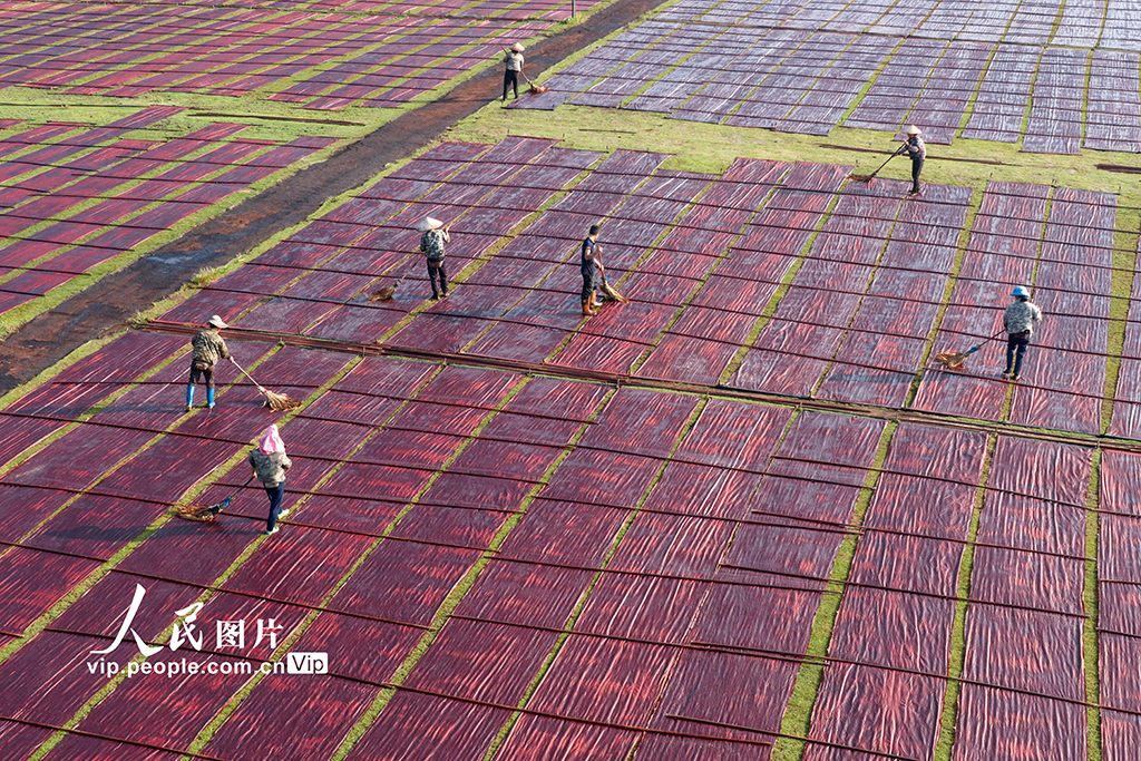 廣西蒙山:晾曬香云紗【6】