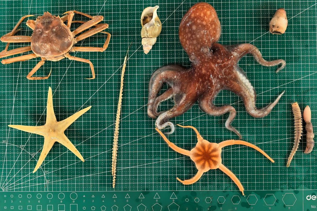 北冰洋底棲動物樣品（2025年8月3日攝）。新華社記者 劉詩平 攝