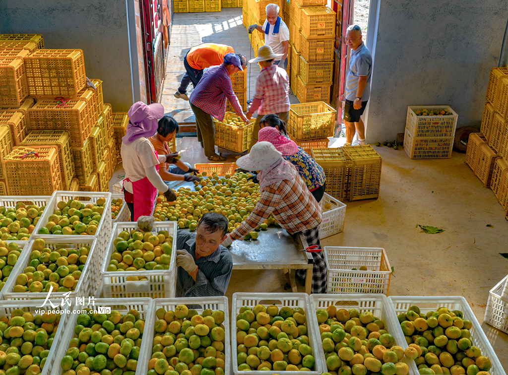 江西新余:收獲蜜桔【4】