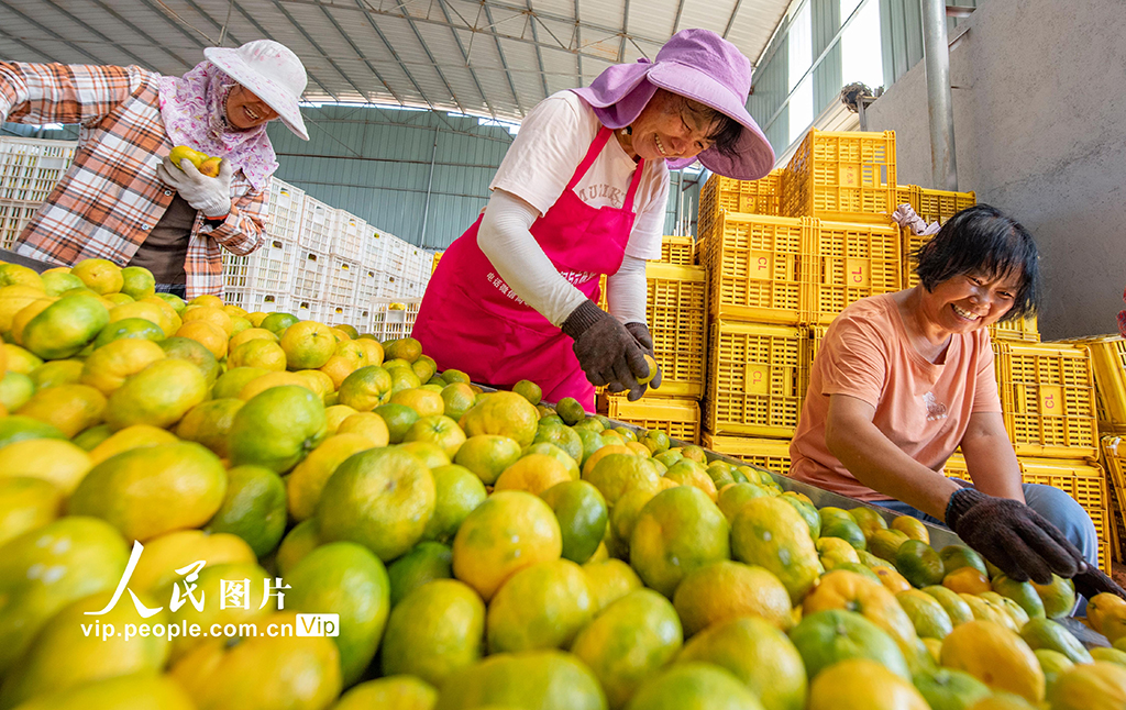江西新余:收獲蜜桔【2】