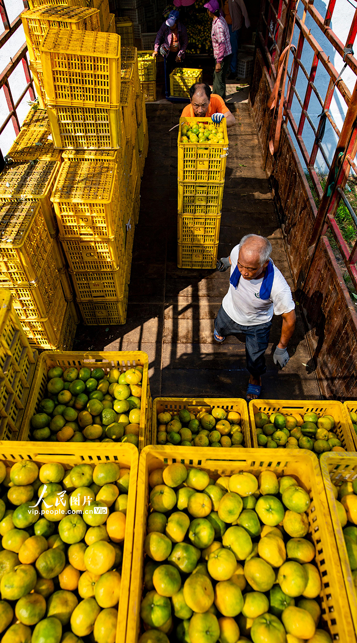 江西新余:收獲蜜桔【3】