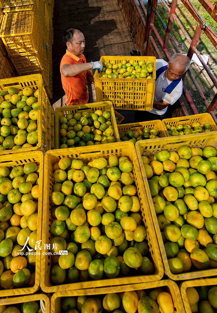 江西新余:收獲蜜桔【5】