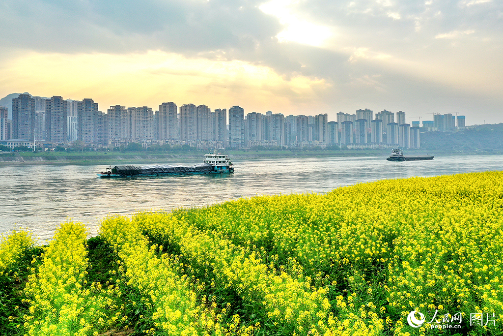 每年三月，長江之畔的四川瀘州合江縣，江灘上的油菜花如期迎來盛花期。金黃的花瓣層層疊疊綴滿枝頭，陽光輕柔灑落時，每一片花瓣都閃爍著明亮的光澤；微風拂過，成片花浪此起彼伏、搖曳生姿，宛如一片壯闊的金色海洋。這片花海與澄澈的江面相映成趣，共同勾勒出一幅春意盎然的和諧畫卷。而這幅春日美景的背后，是合江縣對長江生態的悉心守護——近年來，當地嚴格落實長江保護法，通過多項務實舉措推進長江生態保護與修復工作，切實筑牢長江上游生態安全屏障。李貴平攝(合江縣委宣傳部供圖)