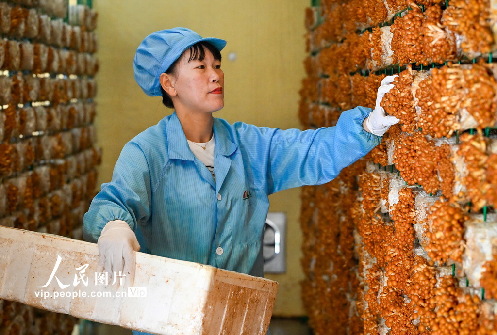 湖北安陸:采摘香菇【2】