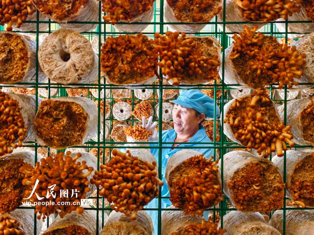 湖北安陸:采摘香菇【3】