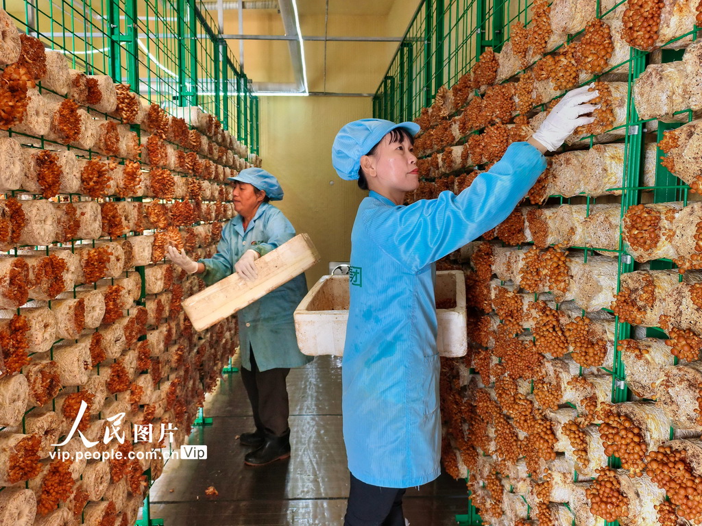 湖北安陸:采摘香菇【4】