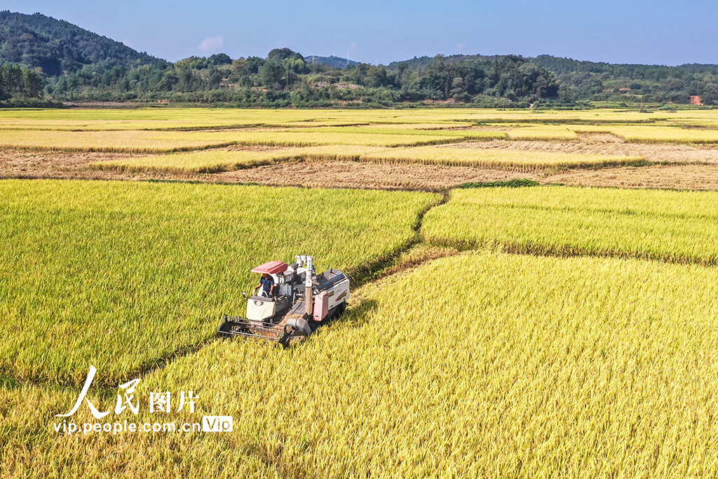 湖南藍山：秋收【3】