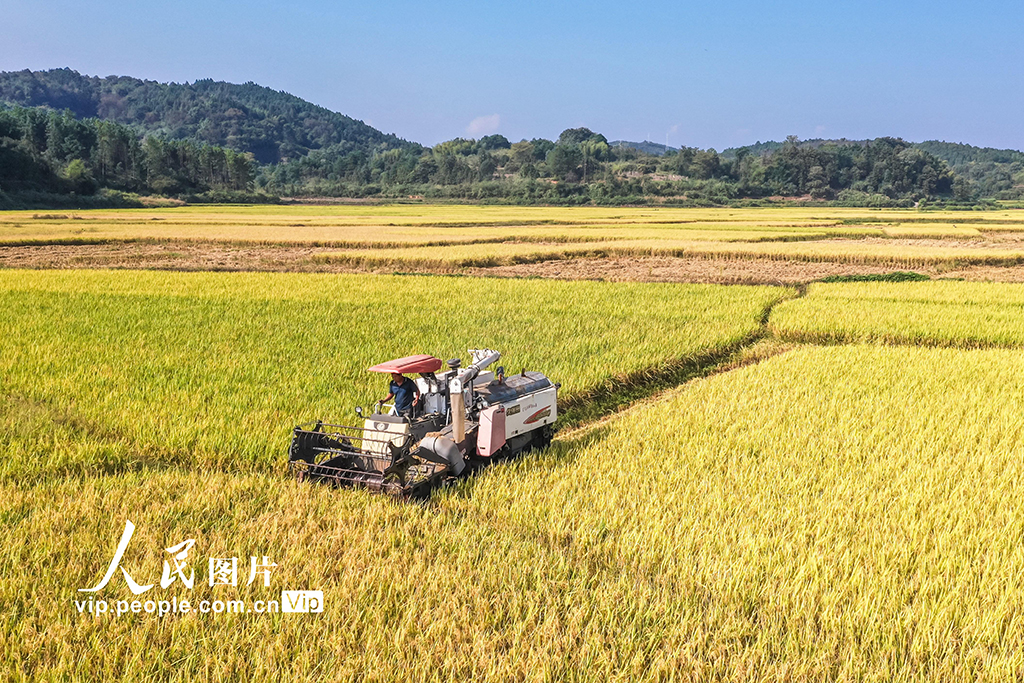 湖南藍山：秋收【2】