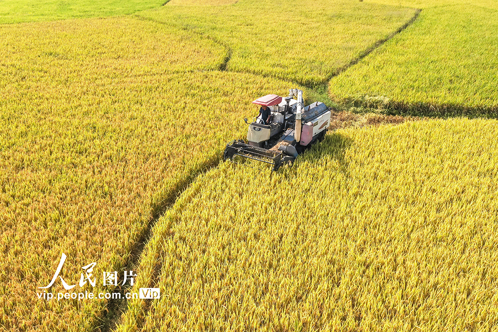 湖南藍山：秋收【4】