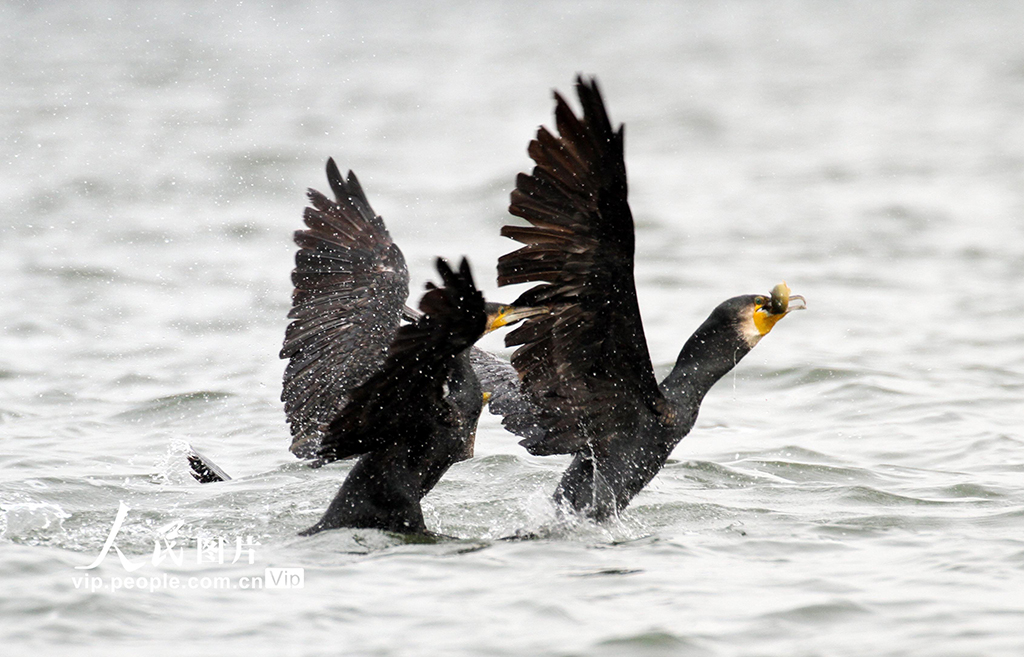 遼寧沈陽：鸕鶿嬉戲覓食【5】