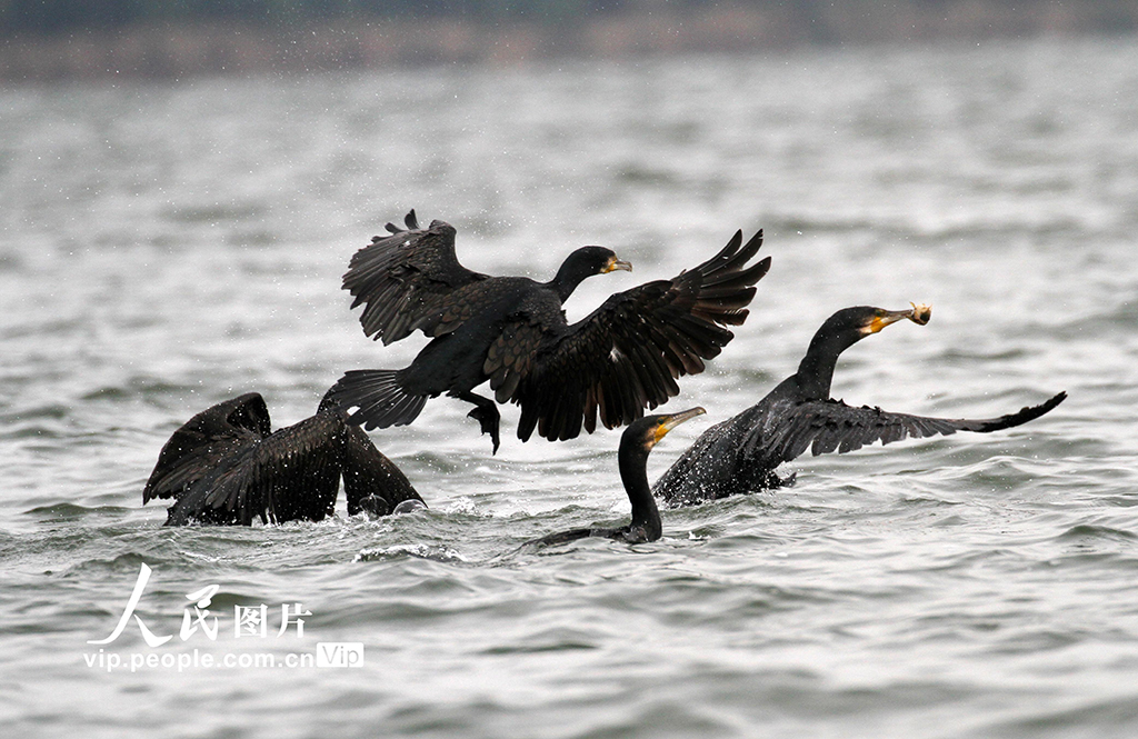 遼寧沈陽：鸕鶿嬉戲覓食【4】