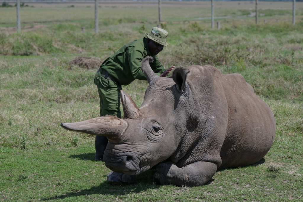 10月7日，在肯尼亞中部萊基皮亞郡奧爾佩杰塔自然保護區，工作人員與雌性北方白犀?！澳冉稹被?。