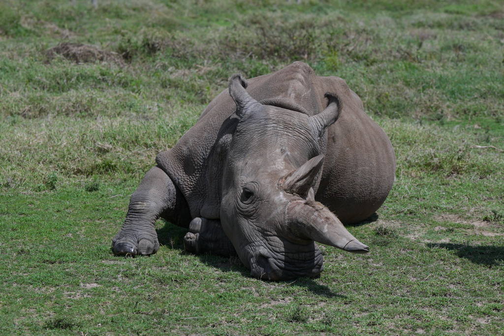 這是10月7日在肯尼亞中部萊基皮亞郡奧爾佩杰塔自然保護區拍攝的雌性北方白犀?！澳冉稹?。