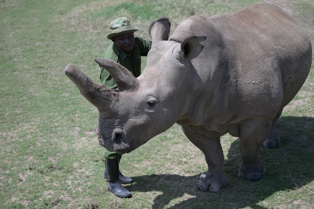 10月7日，在肯尼亞中部萊基皮亞郡奧爾佩杰塔自然保護區，工作人員與雌性北方白犀?！胺▓D”互動。