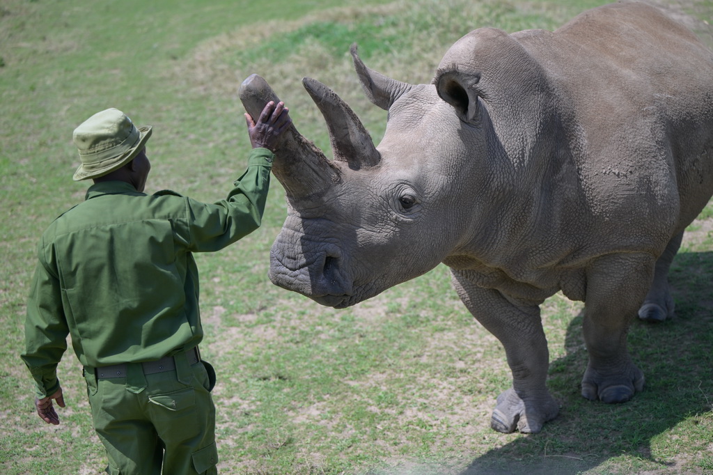 10月7日，在肯尼亞中部萊基皮亞郡奧爾佩杰塔自然保護區，工作人員與雌性北方白犀?！胺▓D”互動。