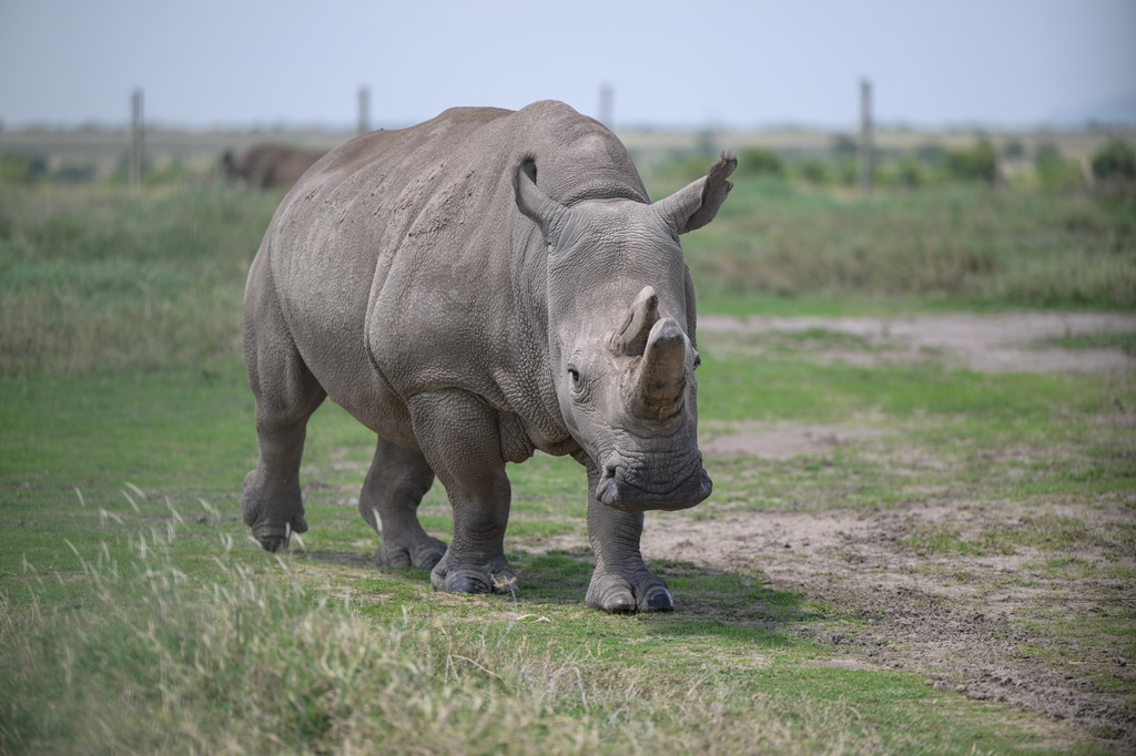 這是10月7日在肯尼亞中部萊基皮亞郡奧爾佩杰塔自然保護區拍攝的雌性北方白犀?！胺▓D”。